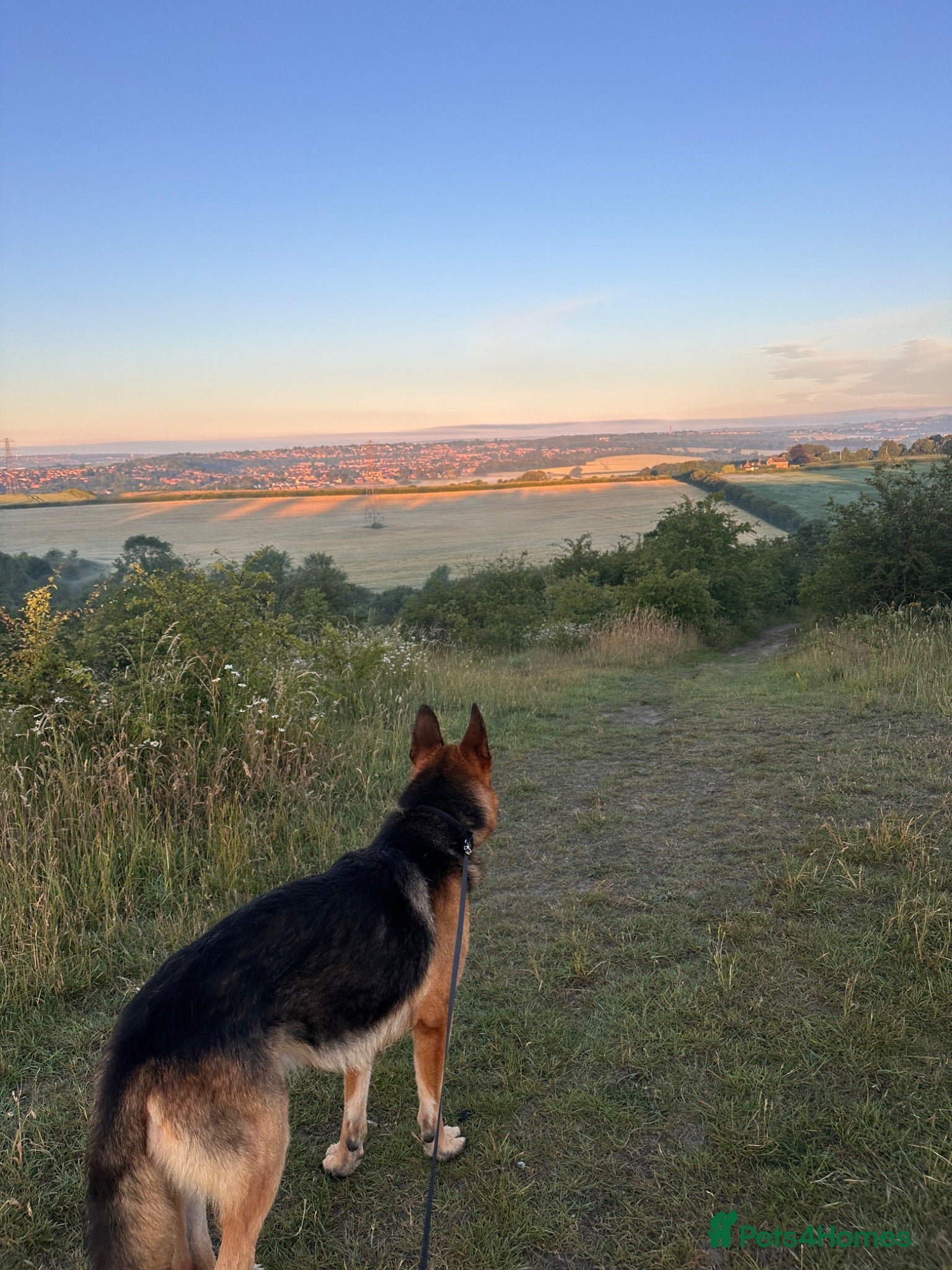 German Shepherd dogs German shepherd make for sale - Advert 1