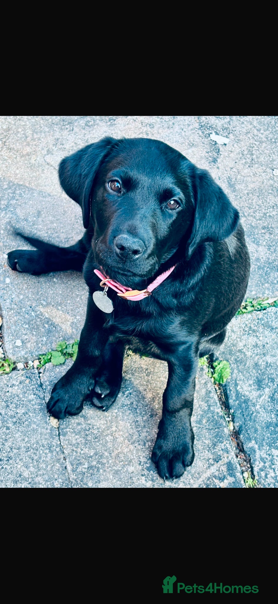 Labrador Retriever dogs for sale: Beautiful girl black lab in Salisbury - Advert 2