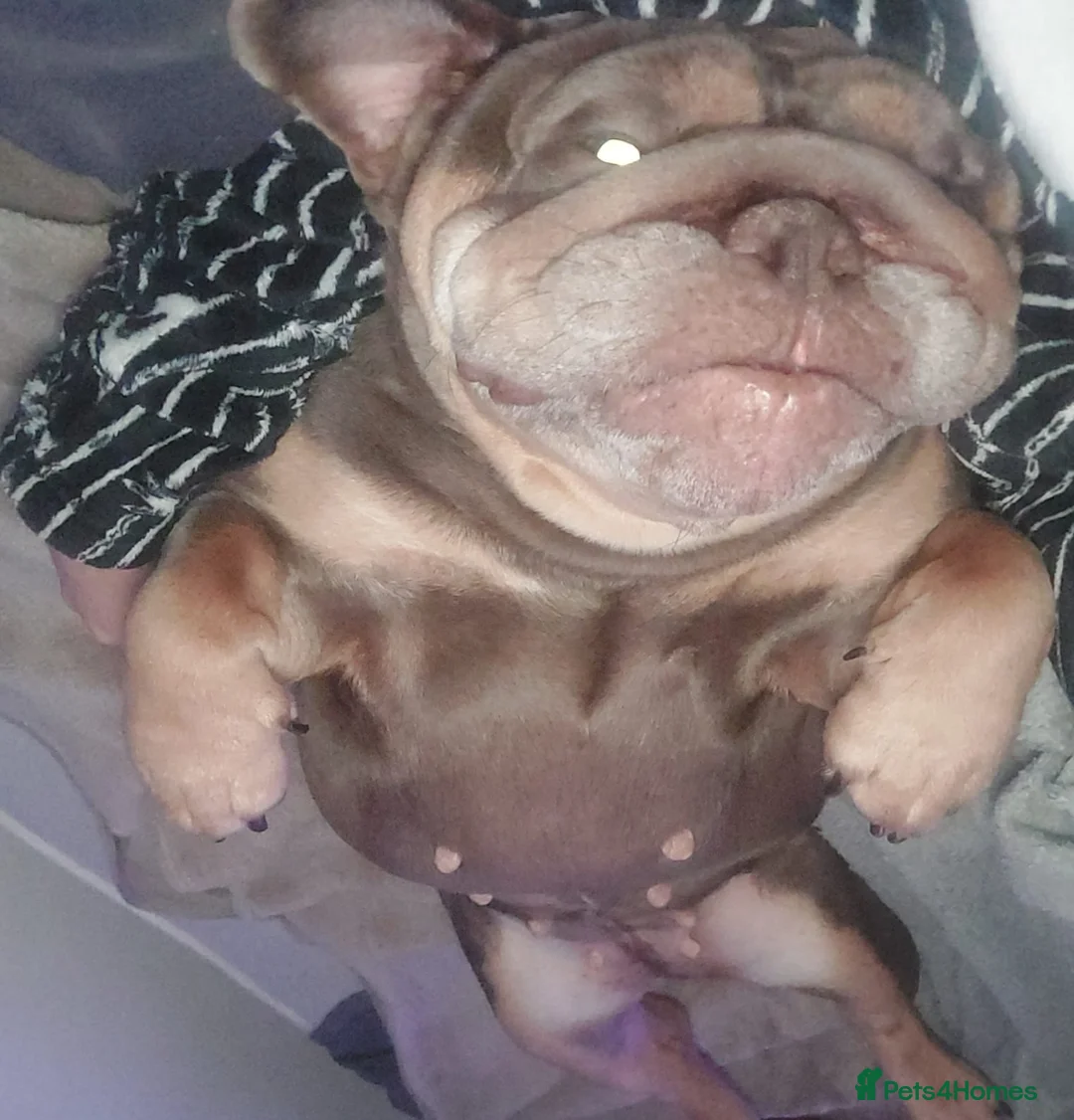 English Bulldog dogs for sale: Bulldog puppies  - Advert 8