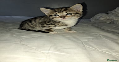 Mixed Breed cats - Advert 15
