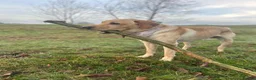 Labrador Retriever dogs for stud: 🐾 REX — GOLDEN LABRADOR RETRIEVER AT STUD 🐾 in Bedford - Advert 2