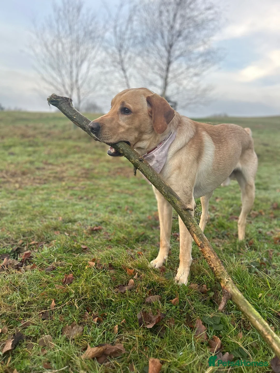 Labrador Retriever dogs for stud: 🐾 REX — GOLDEN LABRADOR RETRIEVER AT STUD 🐾 in Bedford - Advert 2