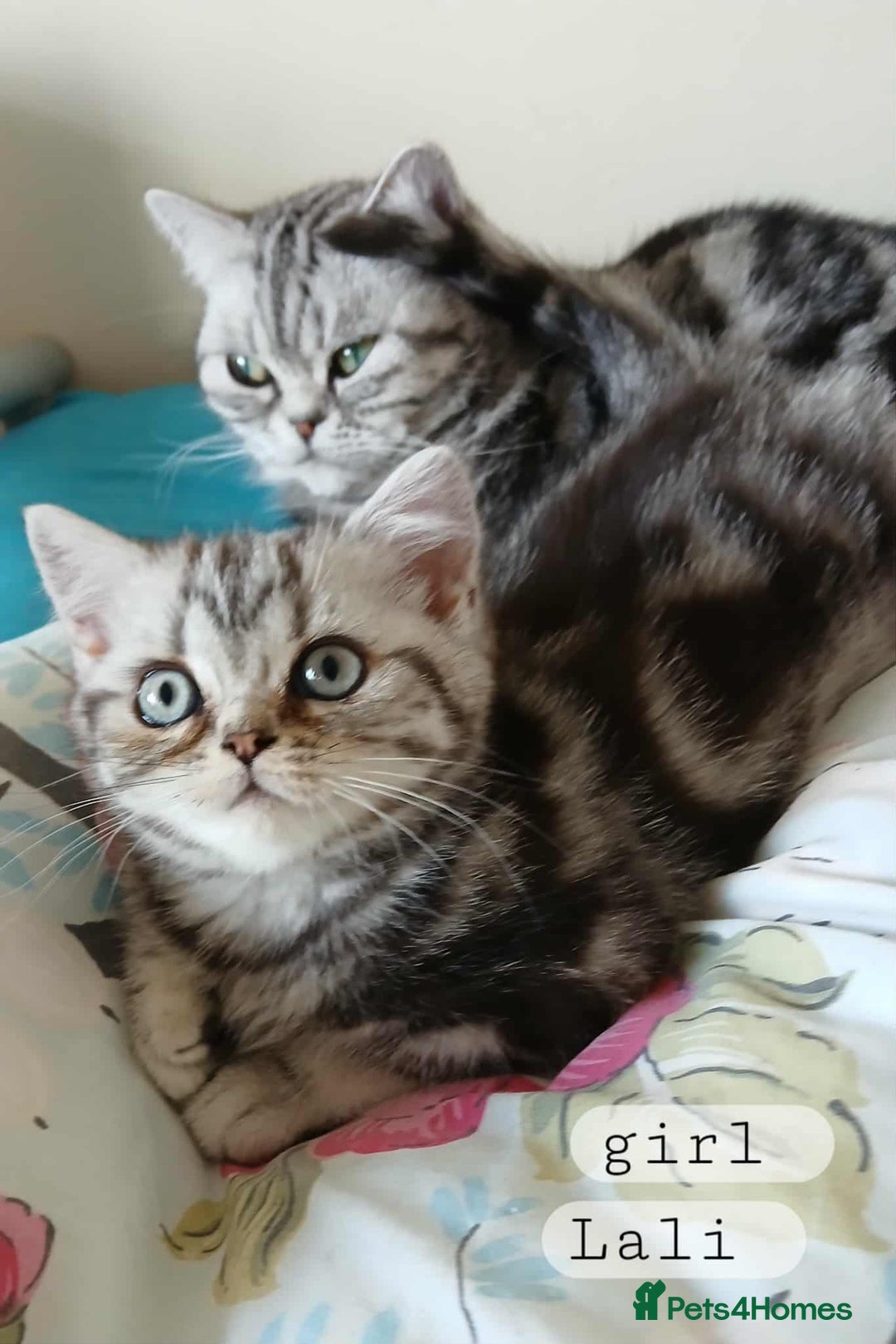 British Shorthair cats for sale: Bsh .Silver Classic Tabby .GCCF. - Image 9