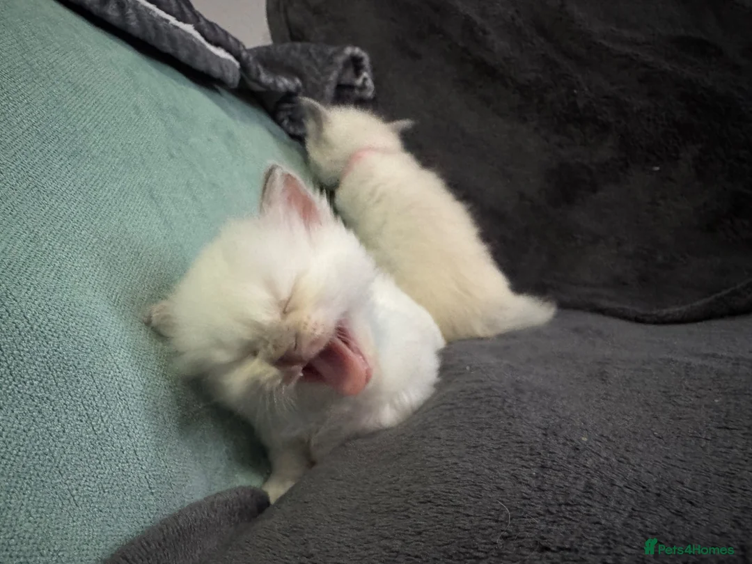 Ragdoll cats for sale: Ragdoll kittens - Advert 2