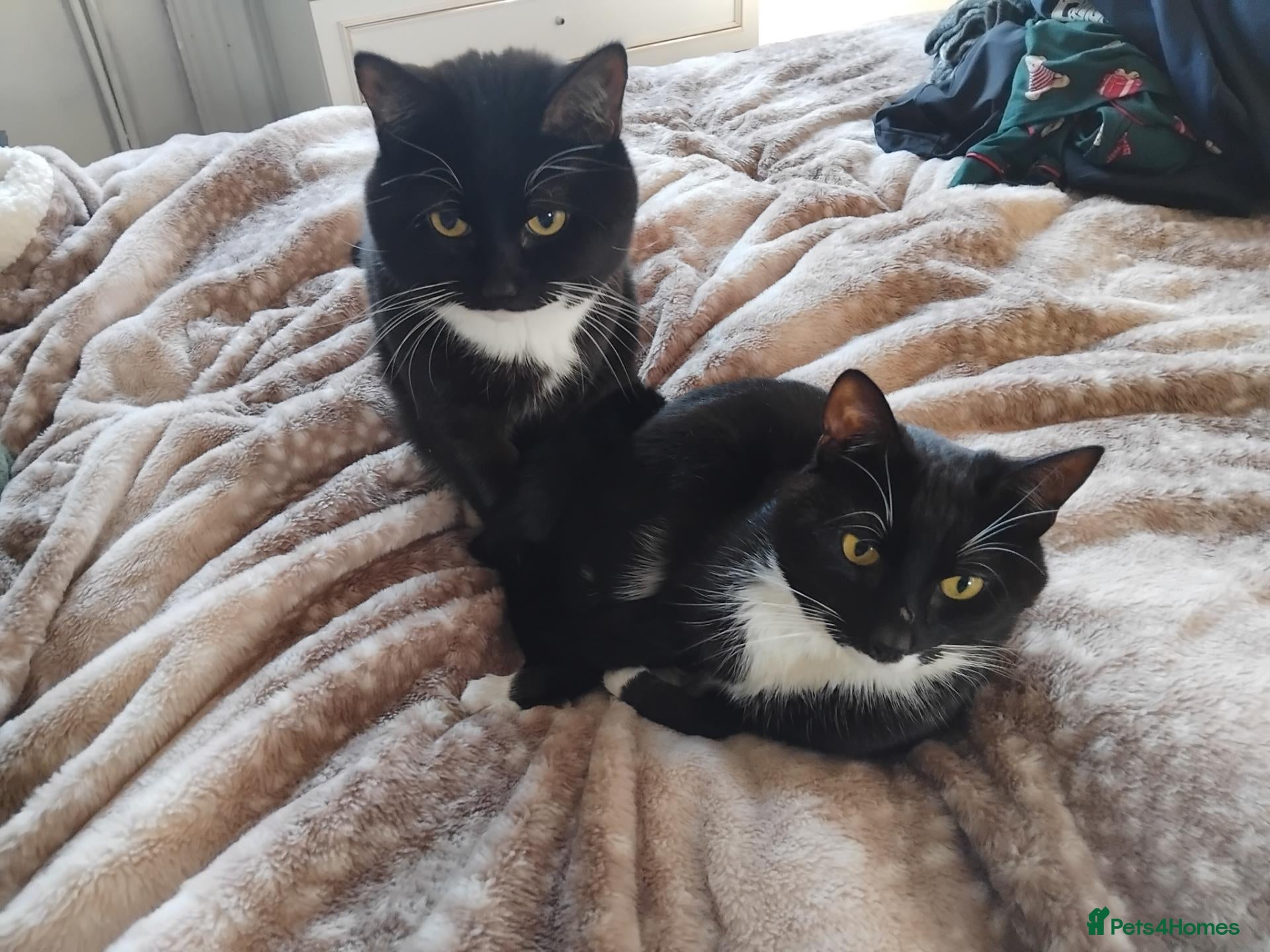 Mixed Breed cats for sale: Two Gorgeous Male house cats - Advert 11