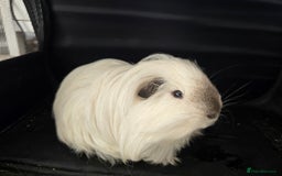 Guinea Pig rodents for sale: Male guinea pig californian silkie  - Image 1