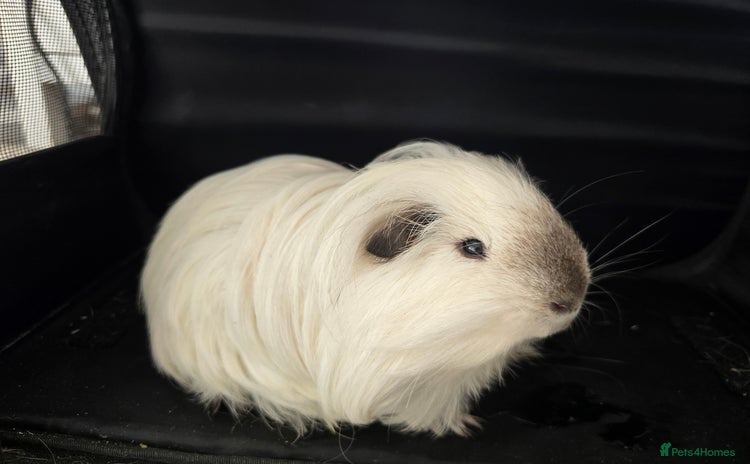 Guinea Pig rodents - Advert 4