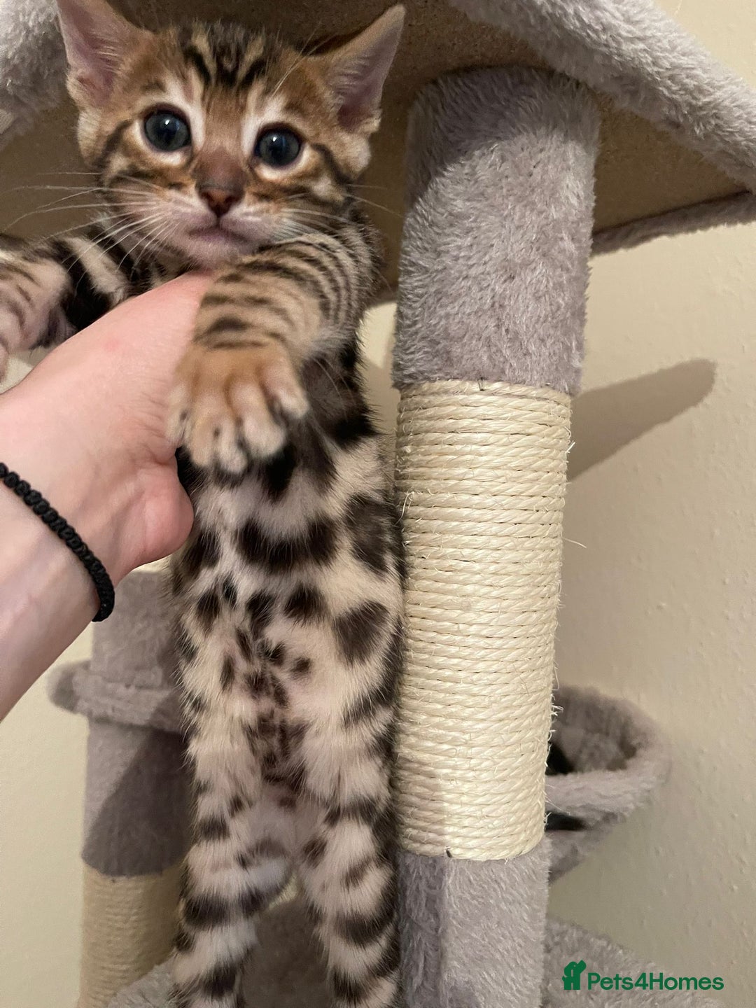 Bengal cats for sale: 5 Outstanding bengal kittens ready for a family  - Advert 27