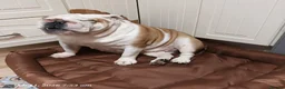 English Bulldog dogs for sale: Bella - Advert 2
