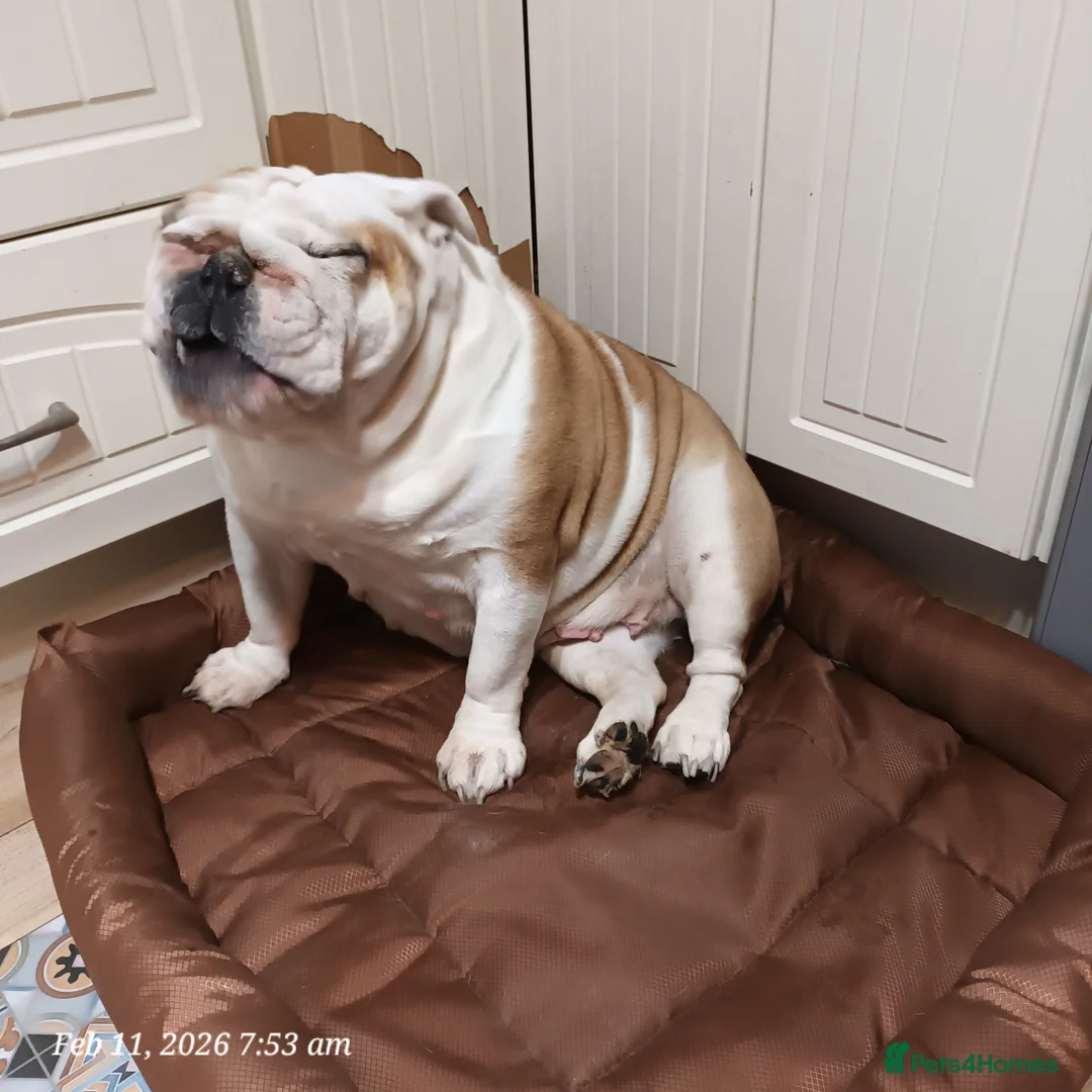 English Bulldog dogs for sale: Bella - Advert 2