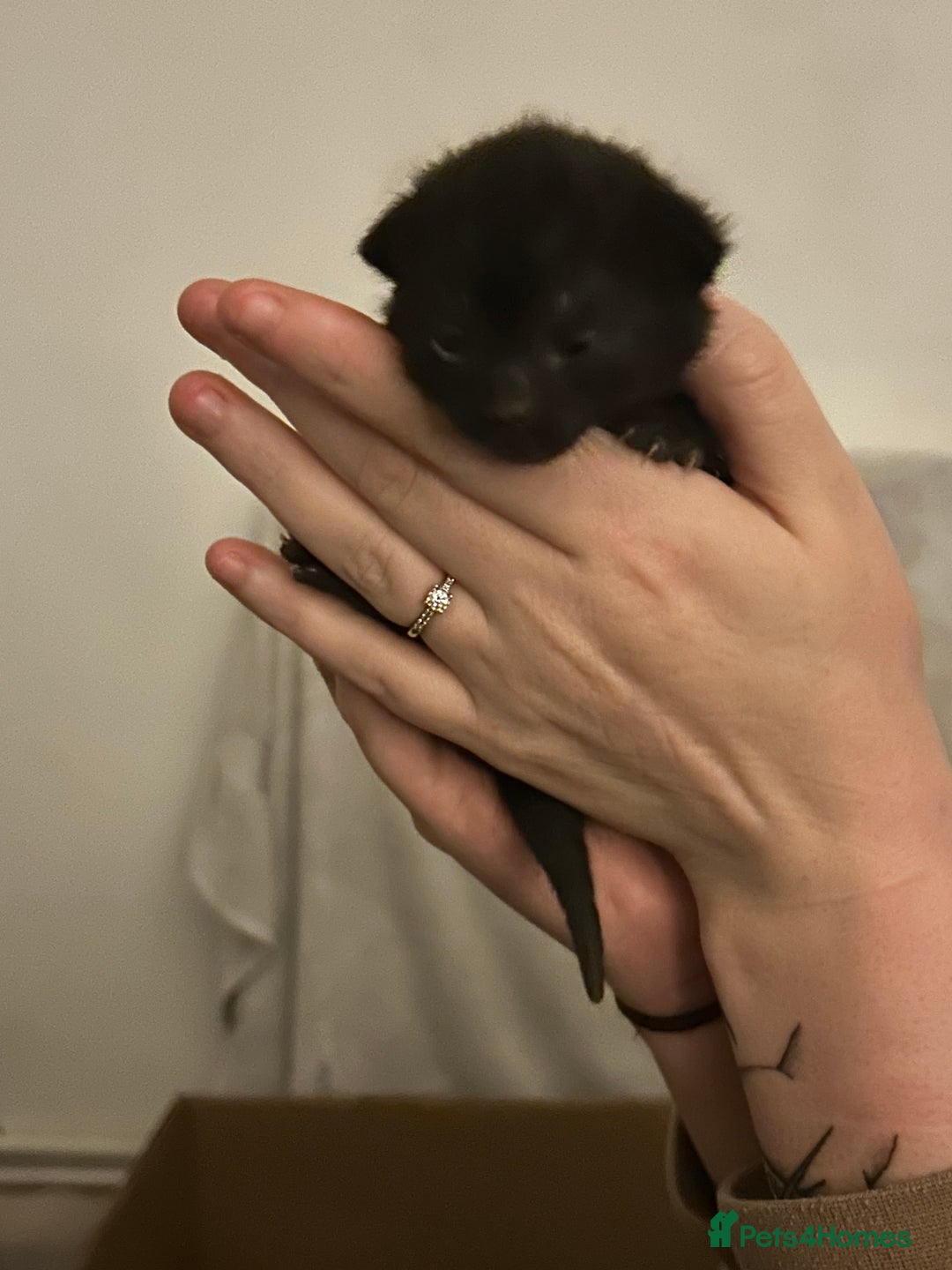 Mixed Breed cats for sale: Male Kittens  - Advert 4