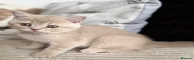 British Shorthair Cream Golden Tipped Girl (BSH ey 12) 