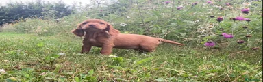 Cocker Spaniel 2