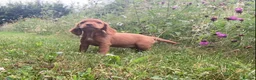 Cocker Spaniel dogs for sale: Male Cocker Spaniel puppy - Advert 6