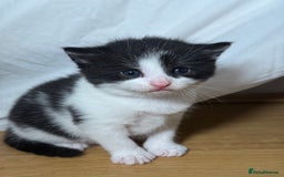 British Longhair cats for sale: Kittens for sale! - Image 2