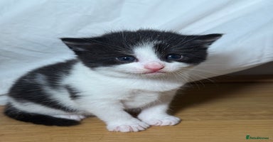 British Longhair cats - Advert 5