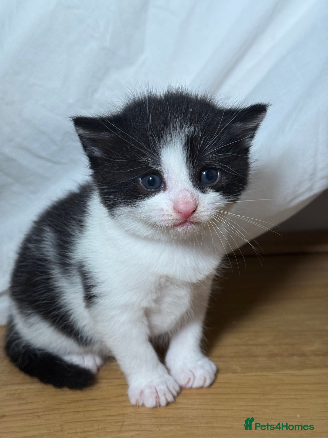 British Longhair cats for sale: Kittens for sale! - Image 2