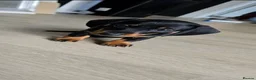 Miniature Dachshund dogs for sale: 3 BLACK AND TAN FEMALES  - Advert 3