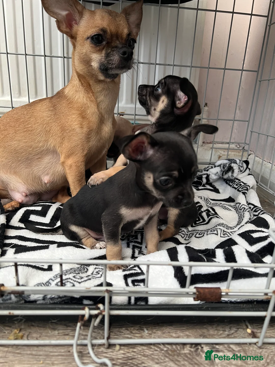 Chihuahua dogs for sale: Full breed chihuahua lovely puppies  - Advert 12