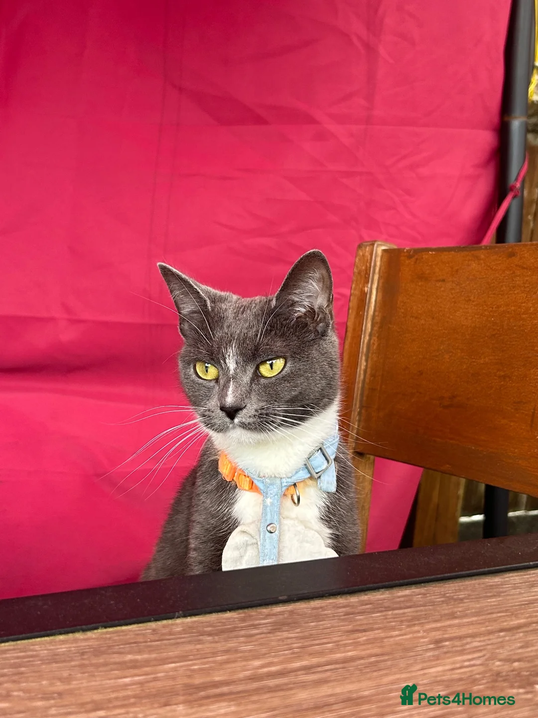 Mixed Breed cats for sale: Grey female cat for sale (free) - Advert 2