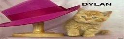 British Shorthair cats for sale: Adorable GCCF registered British Shorthair  - Advert 9