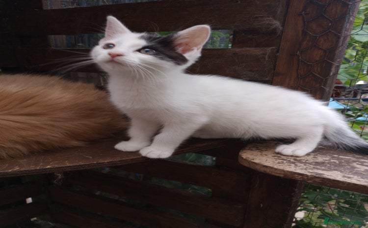 Turkish Van cats - Advert 1