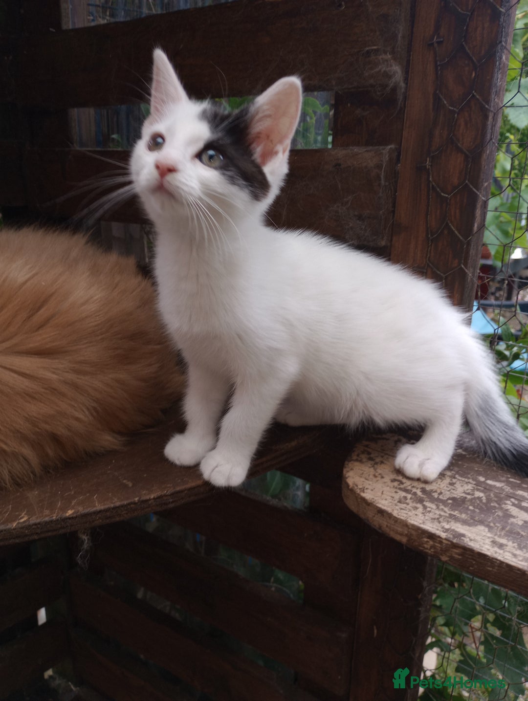 Turkish Van cats for sale: Turkish van mix maicoon  - Image 1