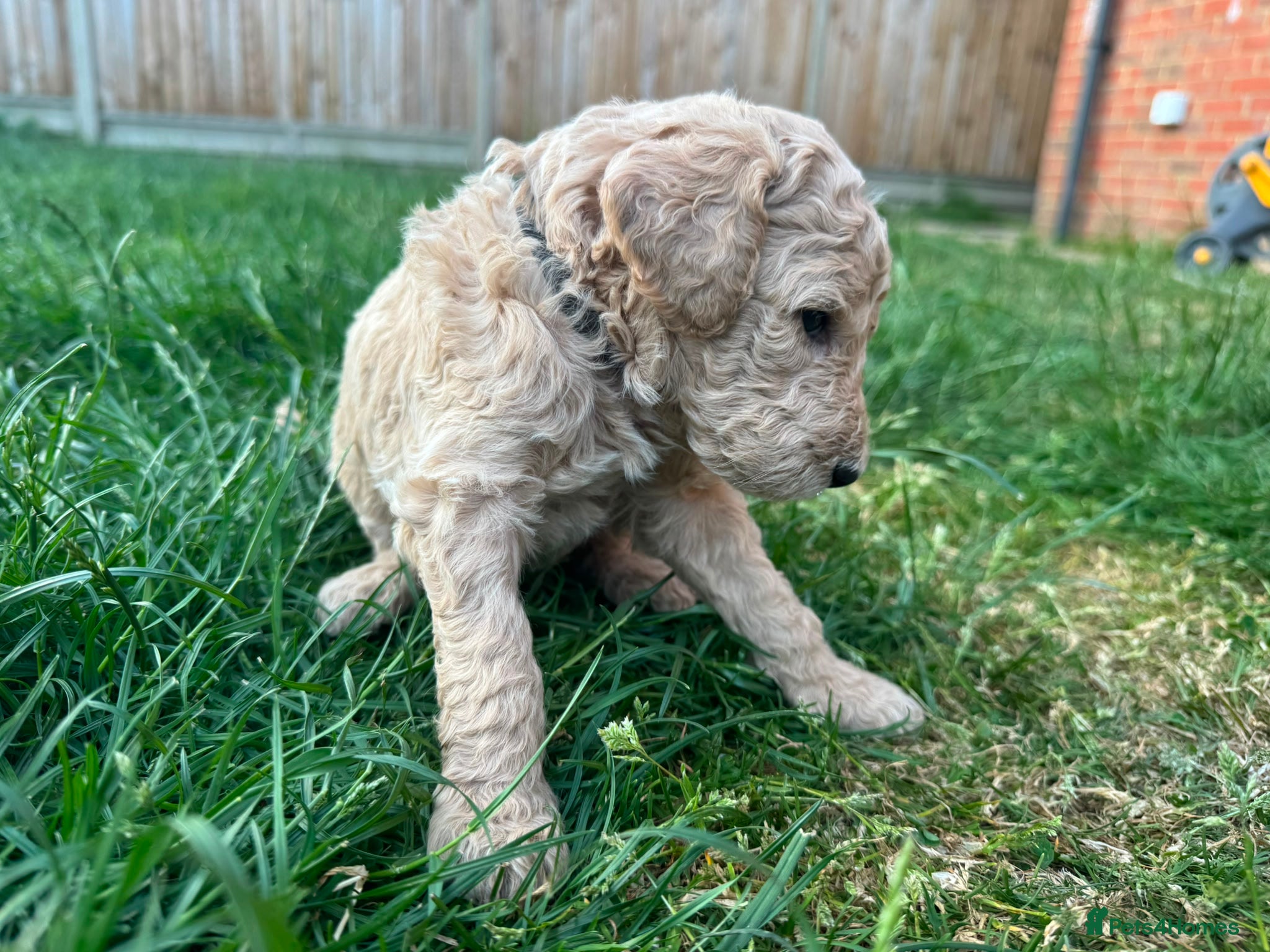 Goldendoodle dogs for sale: Stunning Goldendoodle Puppies in Herne Bay - Advert 33