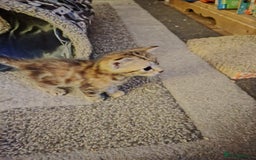 Mixed Breed cats for sale: Two female kitten's available  - Image 5