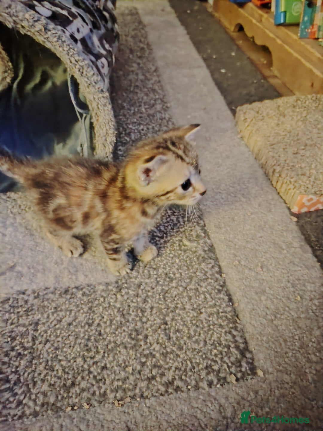 Mixed Breed cats for sale: Two female kitten's available  - Image 5