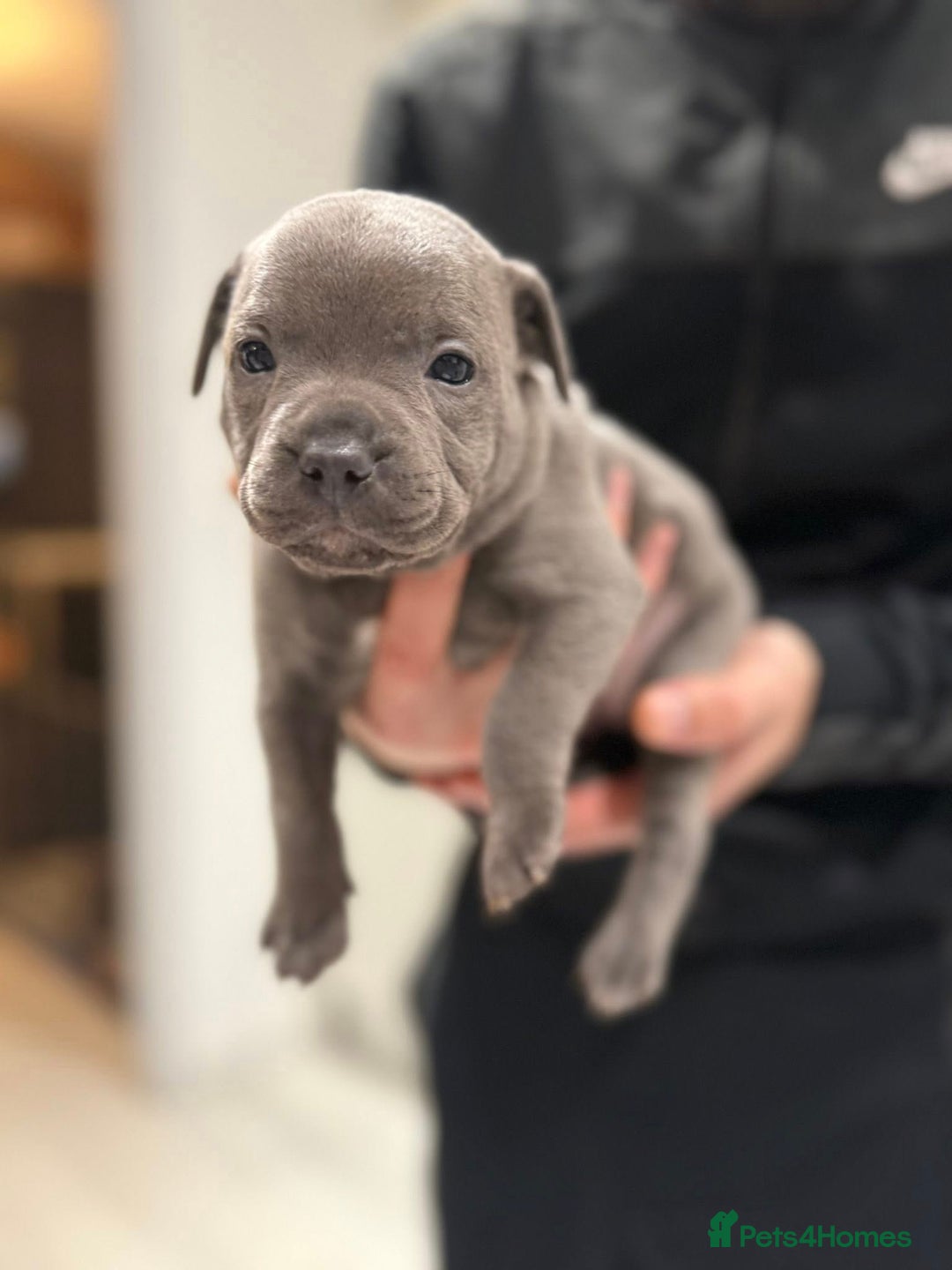 Staffordshire Bull Terrier dogs for sale: KC blue staffordshire bull terrier - Advert 5