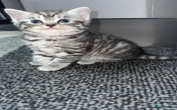British Shorthair cats for sale: 4 beautiful tabby british shorthair kittens - Advert 18