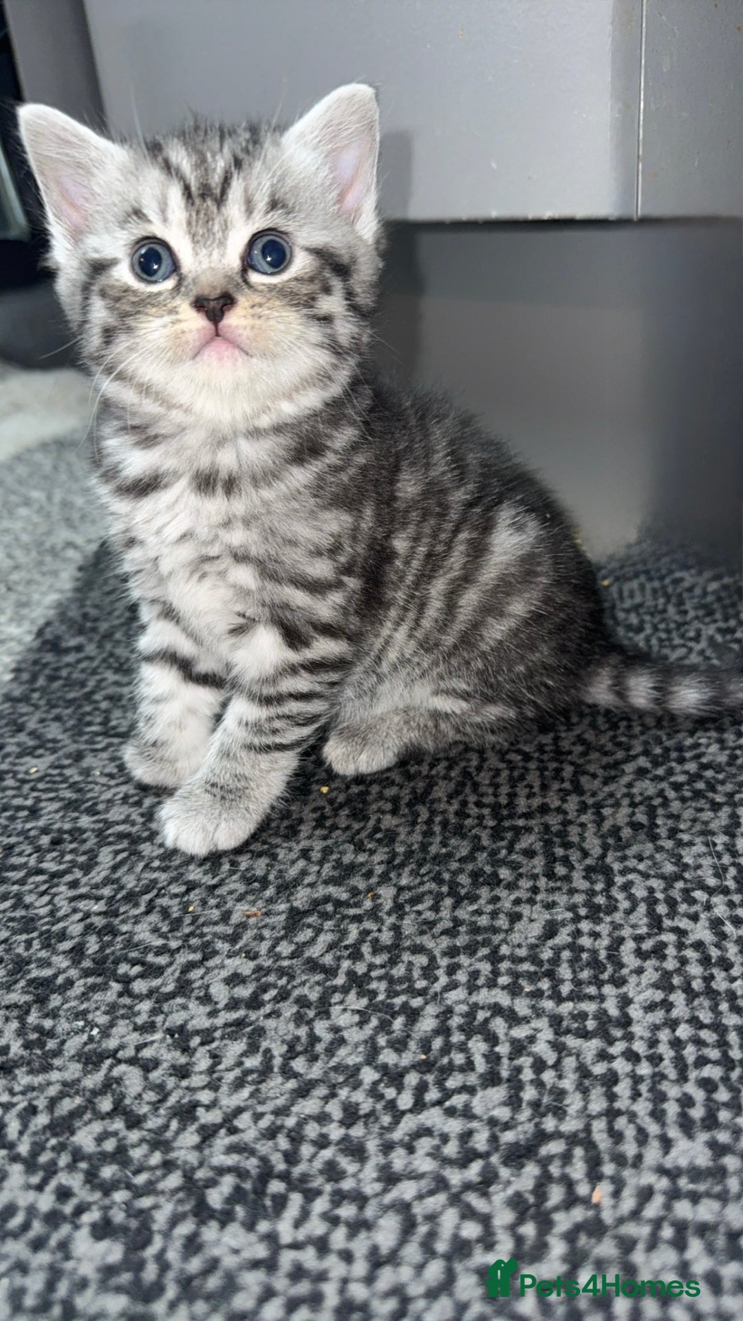 British Shorthair cats for sale: 4 beautiful tabby british shorthair kittens - Advert 18