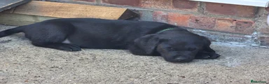 Labrador Retriever 1