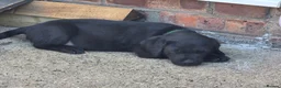Labrador Retriever dogs for sale: Labrador puppies looking for their forever home - Advert 6