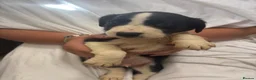 Mixed Breed dogs for sale: Gorgeous border collie x cocker spaniel puppies  in Mablethorpe - Advert 4