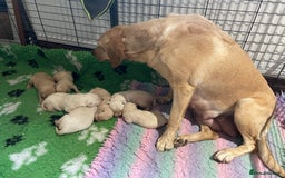 Labrador Retriever dogs for sale: Labrador puppies 5 gen pedigree health tested - Image 23