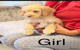 Cockapoo dogs for sale:  F1 Cockapoo puppies - Image 1