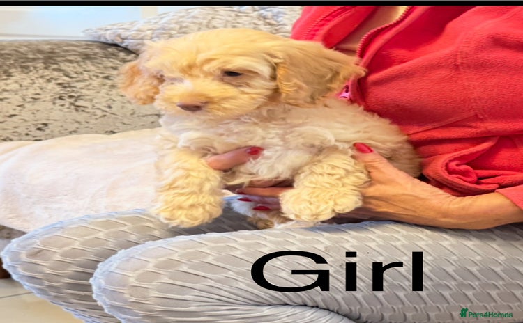 Cockapoo dogs - Advert 1