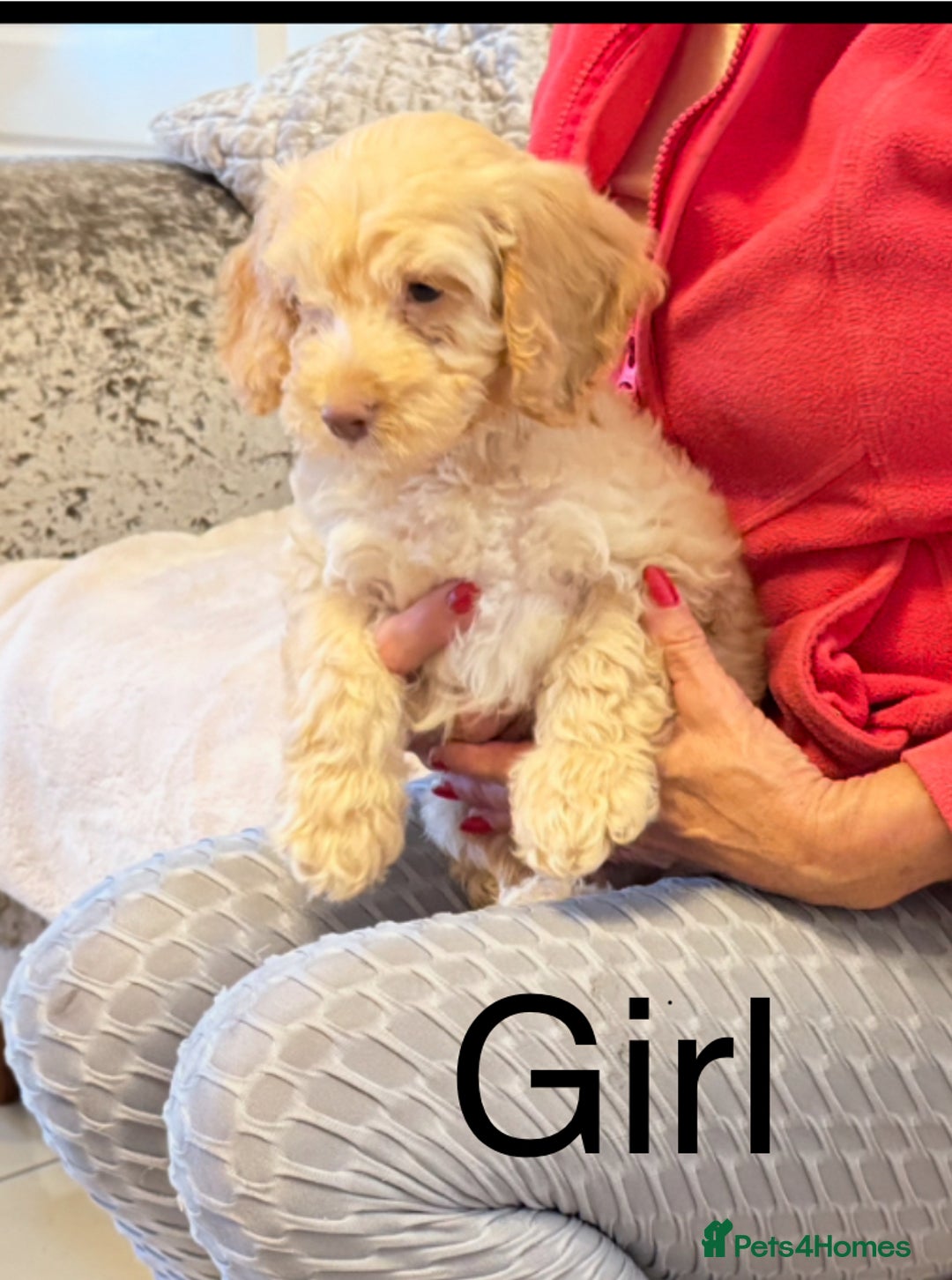 Cockapoo dogs for sale:  F1 Cockapoo puppies - Image 1
