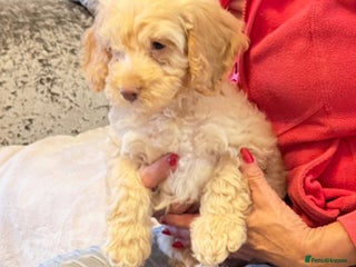 Cockapoo dogs - Advert 22