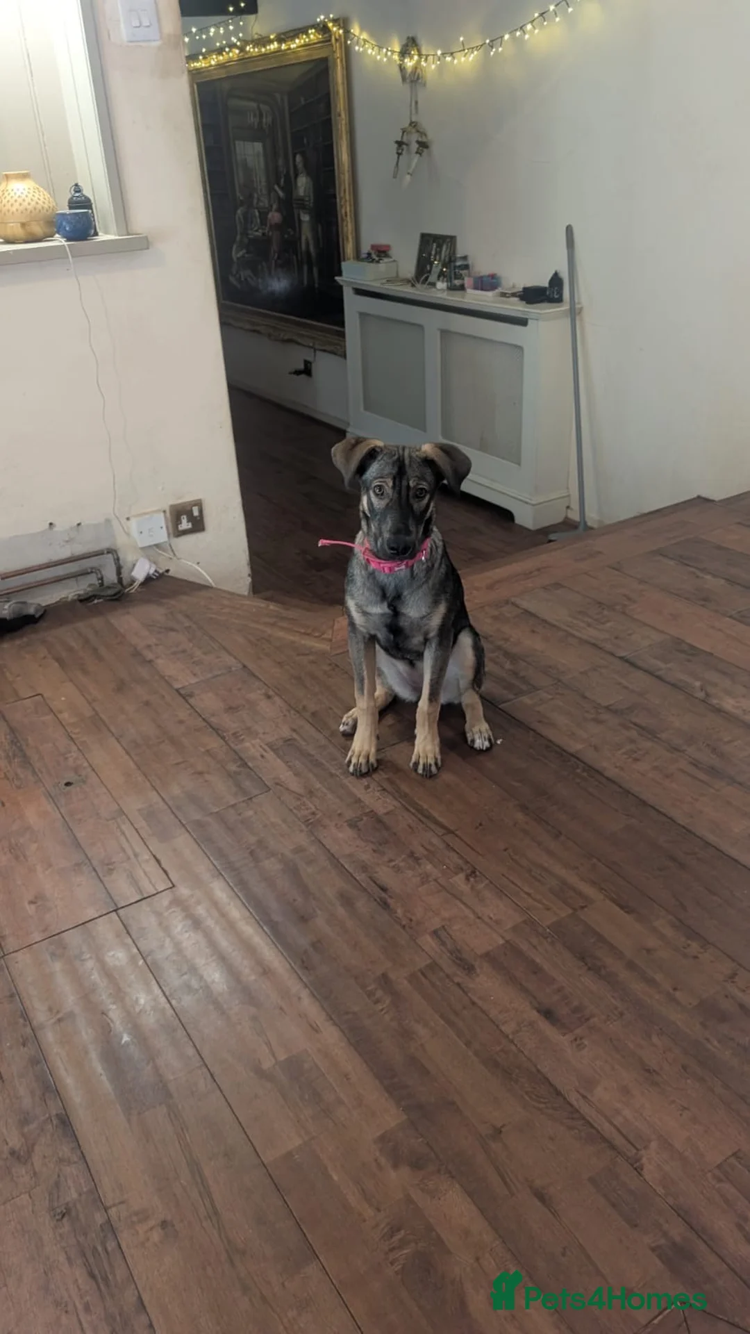 Mixed Breed dogs for adoption: Elora 🌸 in Saint Leonards-on-sea - Advert 11