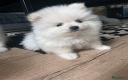 Pomeranian dogs for sale: Adorable White Teddy-Bear Pom Puppies! - Image 31