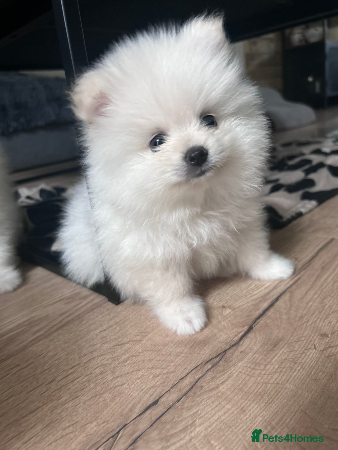 Pomeranian dogs for sale: Adorable White Teddy-Bear Pom Puppies! - Image 31