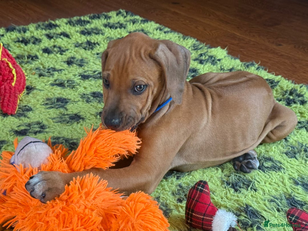 Rhodesian Ridgeback dogs for sale: Beautiful puppies from Health Tested Parents in Worksop - Image 32