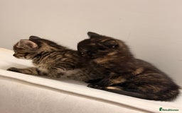 Mixed Breed cats for sale: Two female kittens for sale - Image 4