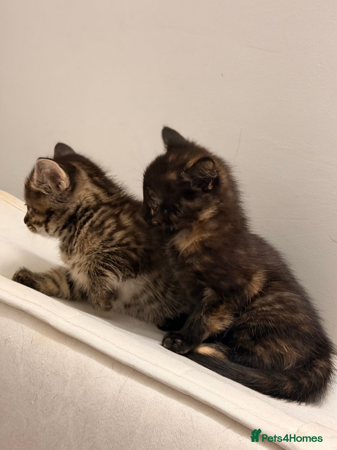 Mixed Breed cats for sale: Two female kittens for sale - Image 4
