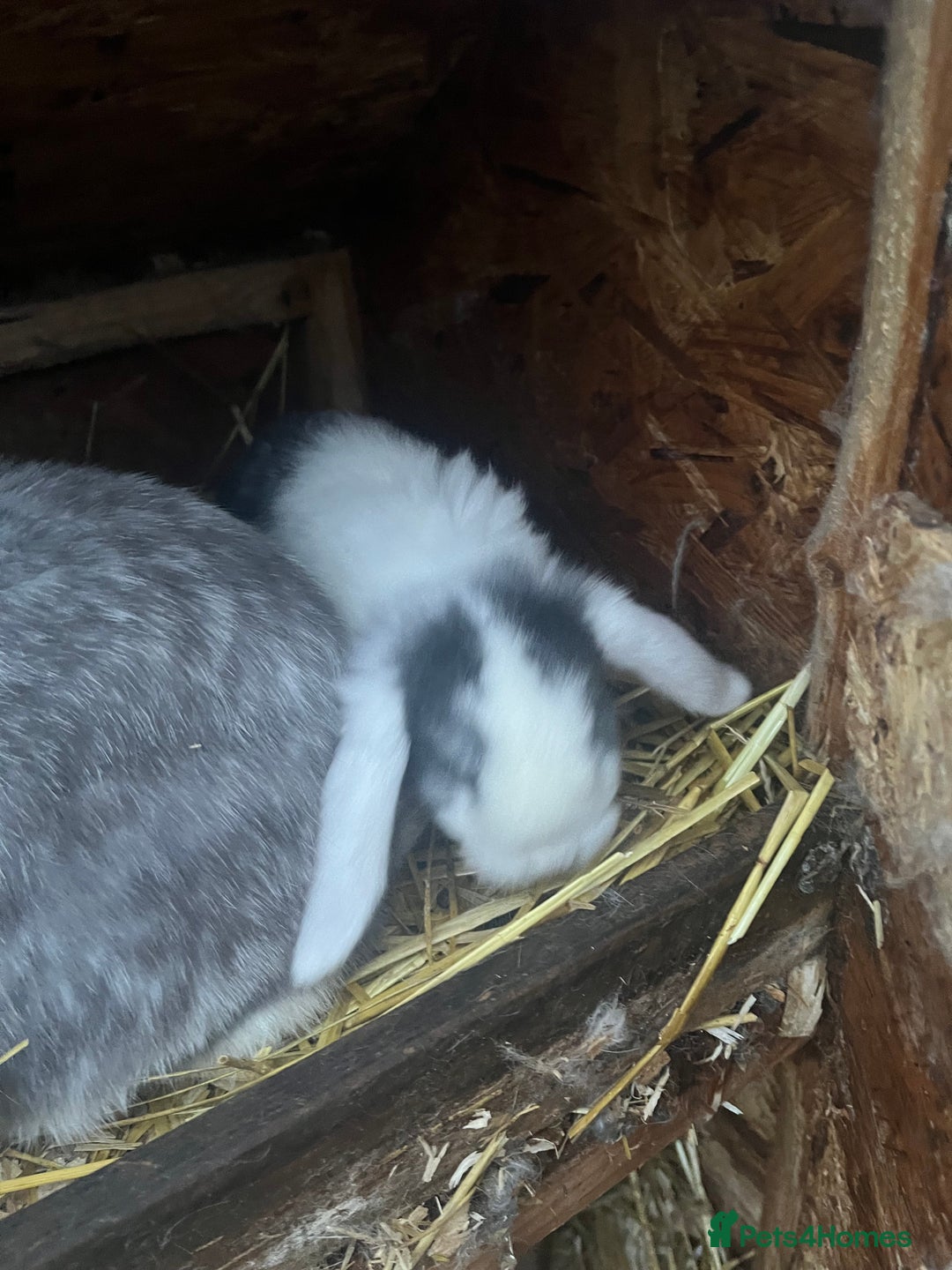 Mini Lop rabbits for sale: Mini lops for sale  - Advert 7