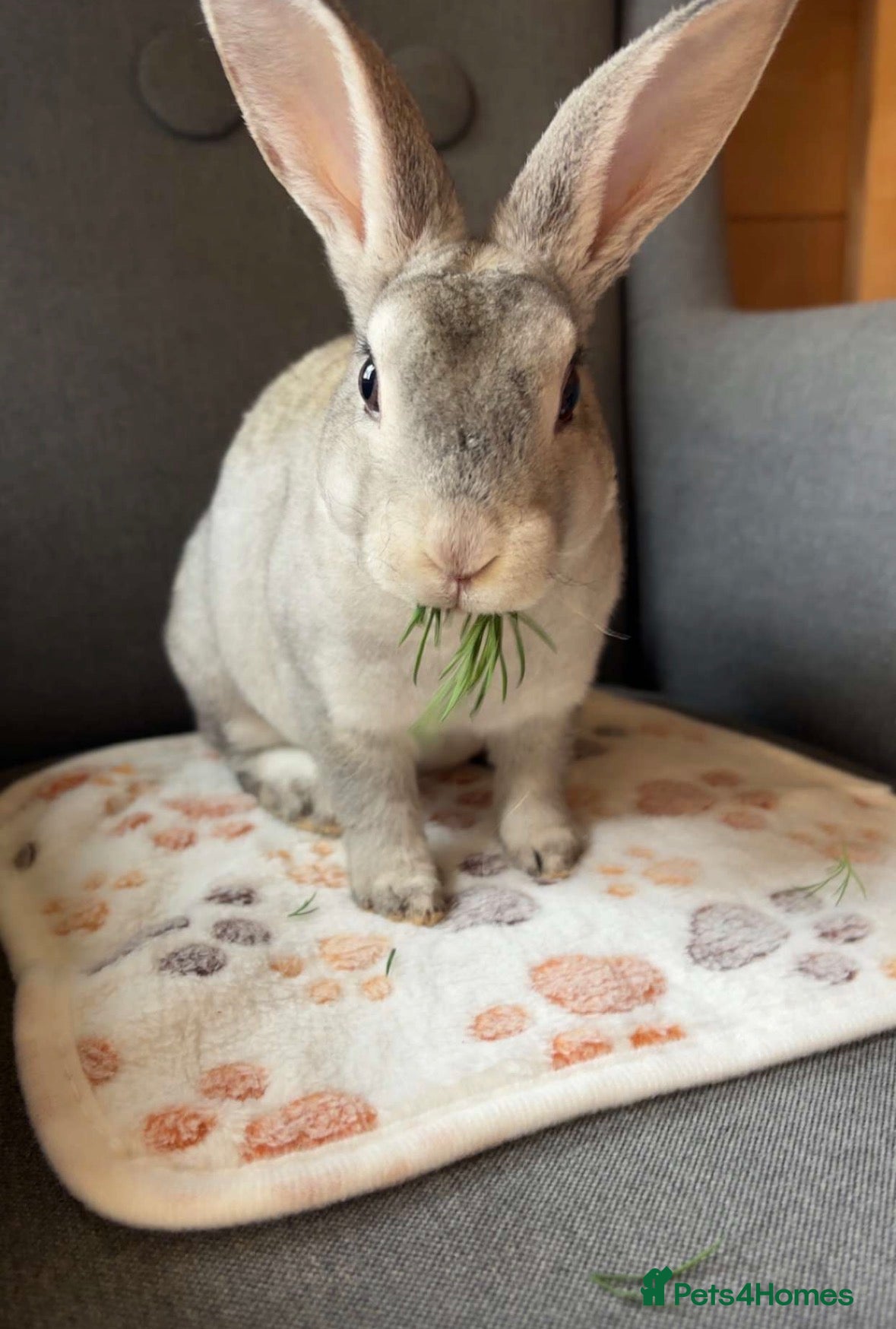 Rex rabbits Grey baby Rex  - Advert 13