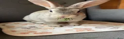 Rex rabbits for sale: Grey baby Rex  - Advert 1